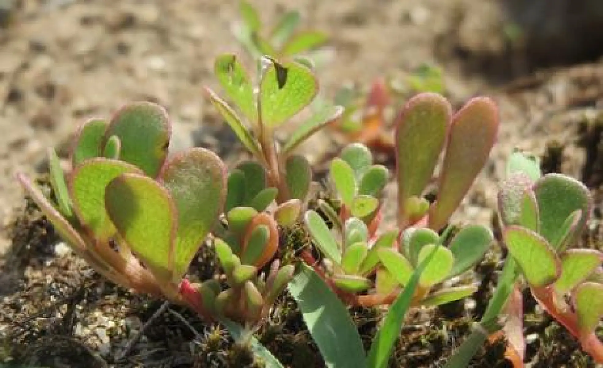 Powerful and Proliferative: the Formidable Purslane