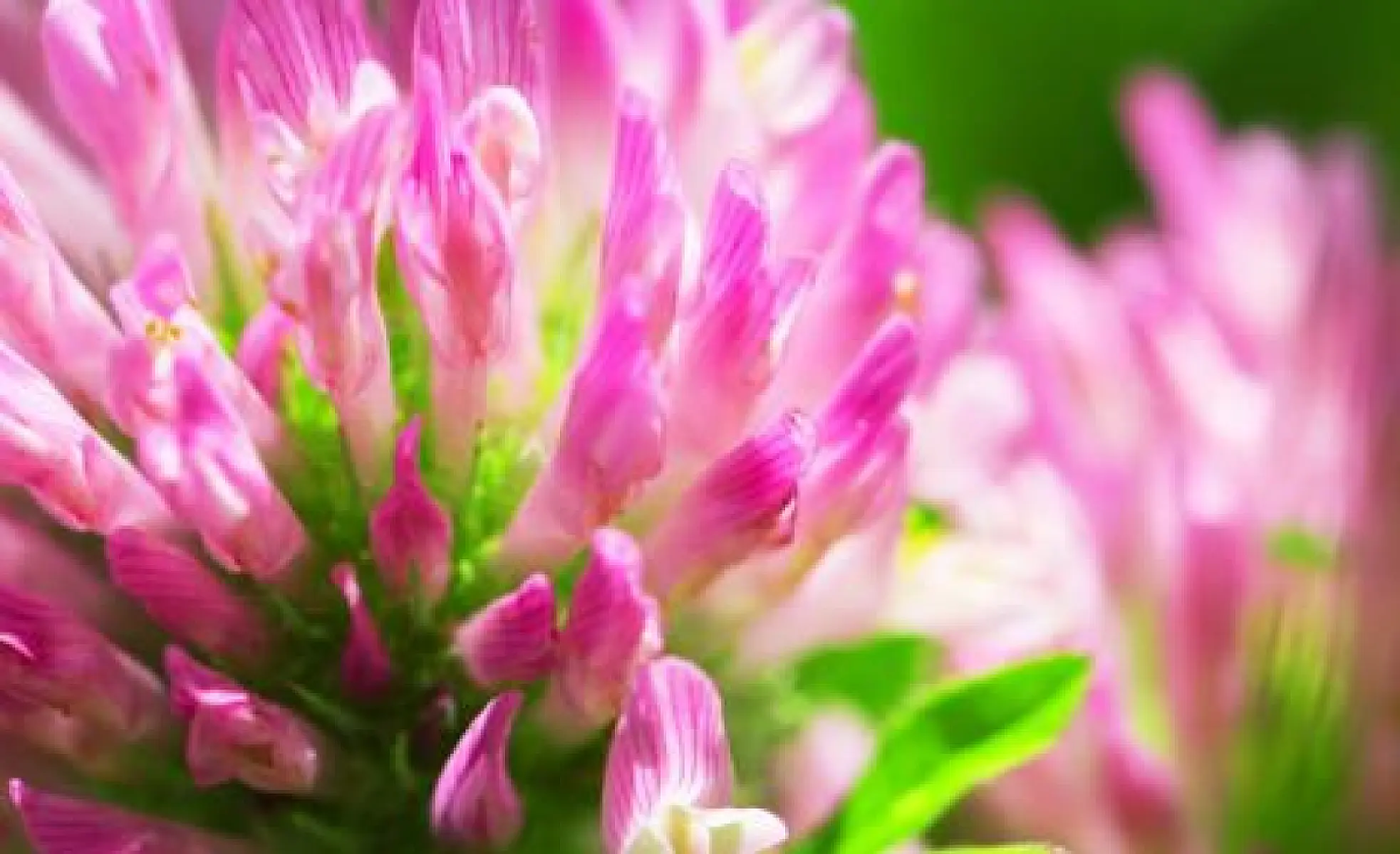 6 Hormone Balancing Powers Of Red Clover