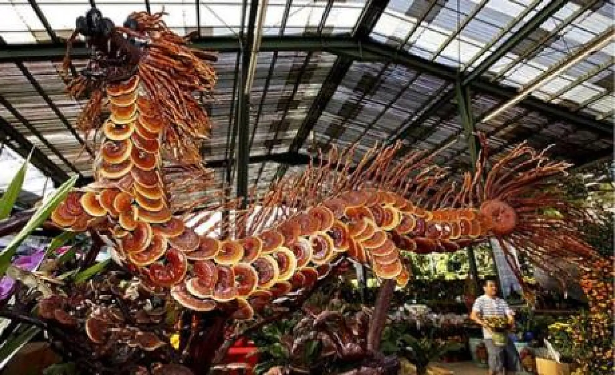 How Lingzhi Mushrooms (Reishi) Combats Aging, Disease and Cancer