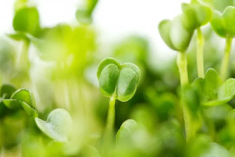 Broccoli Sprouts and Their Effect on Breast Cancer