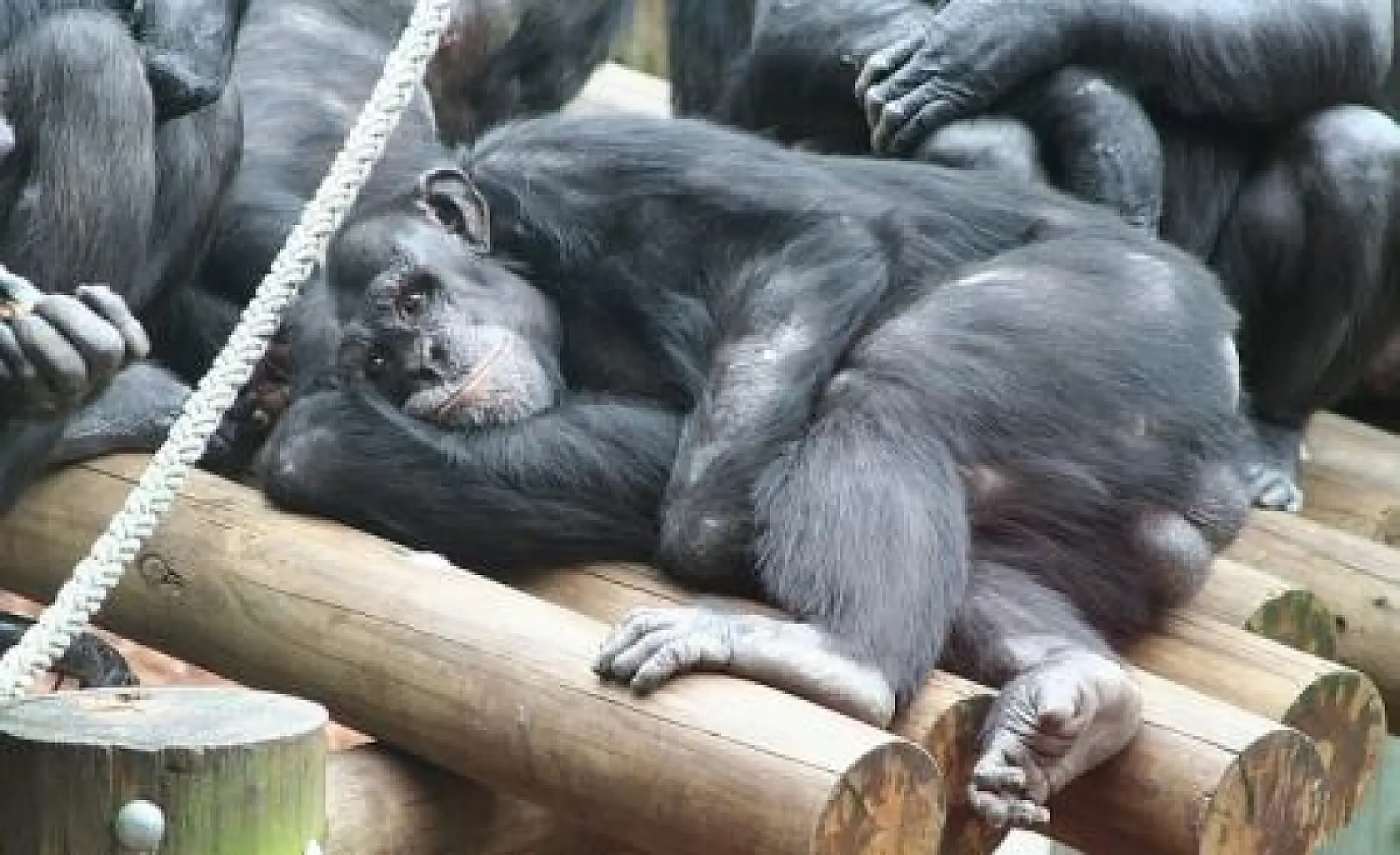 NEWS RELEASE:  Codex "Lazy Monkeys"