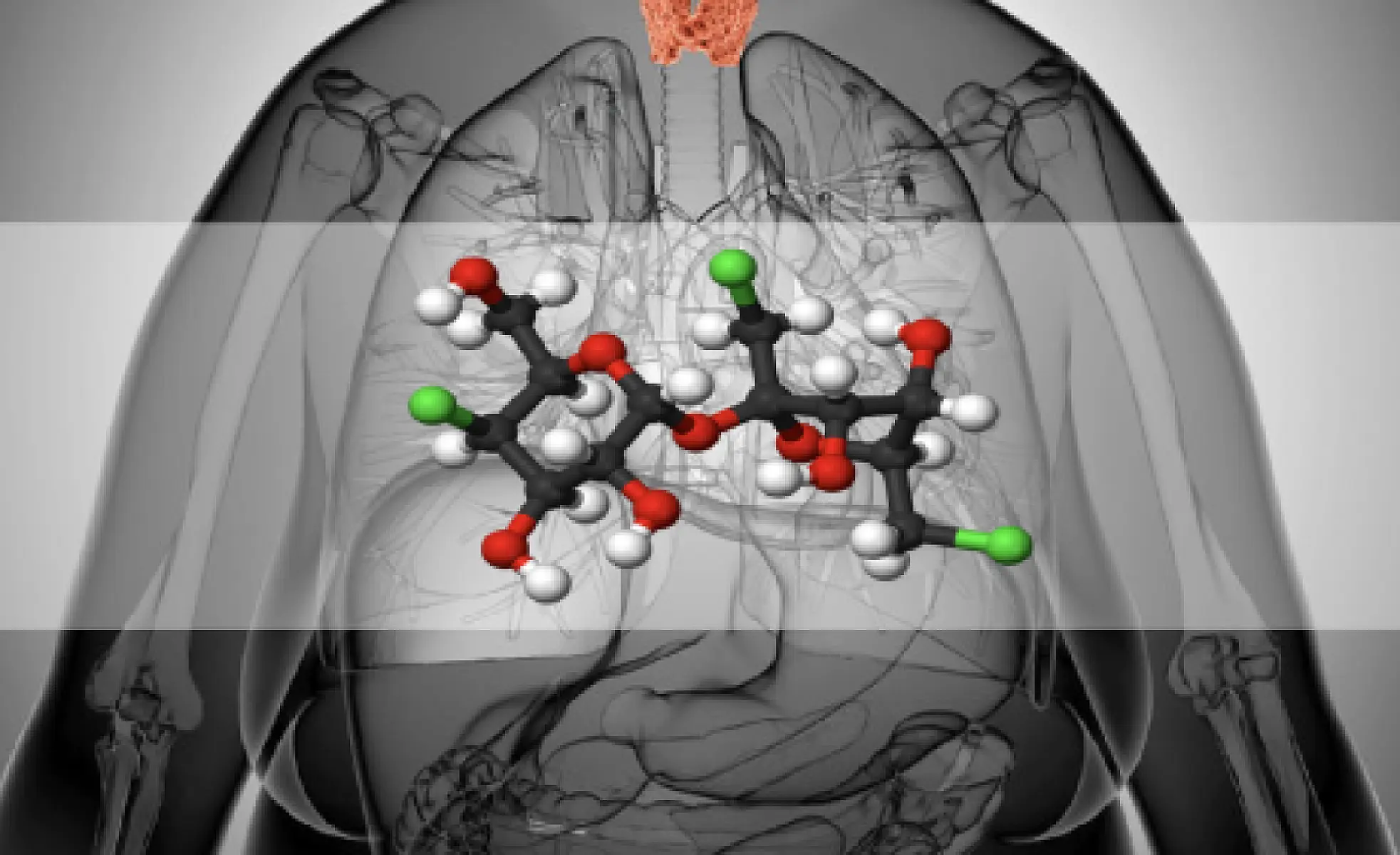 Splenda Suppresses Thyroid Function, Promotes Weight Gain