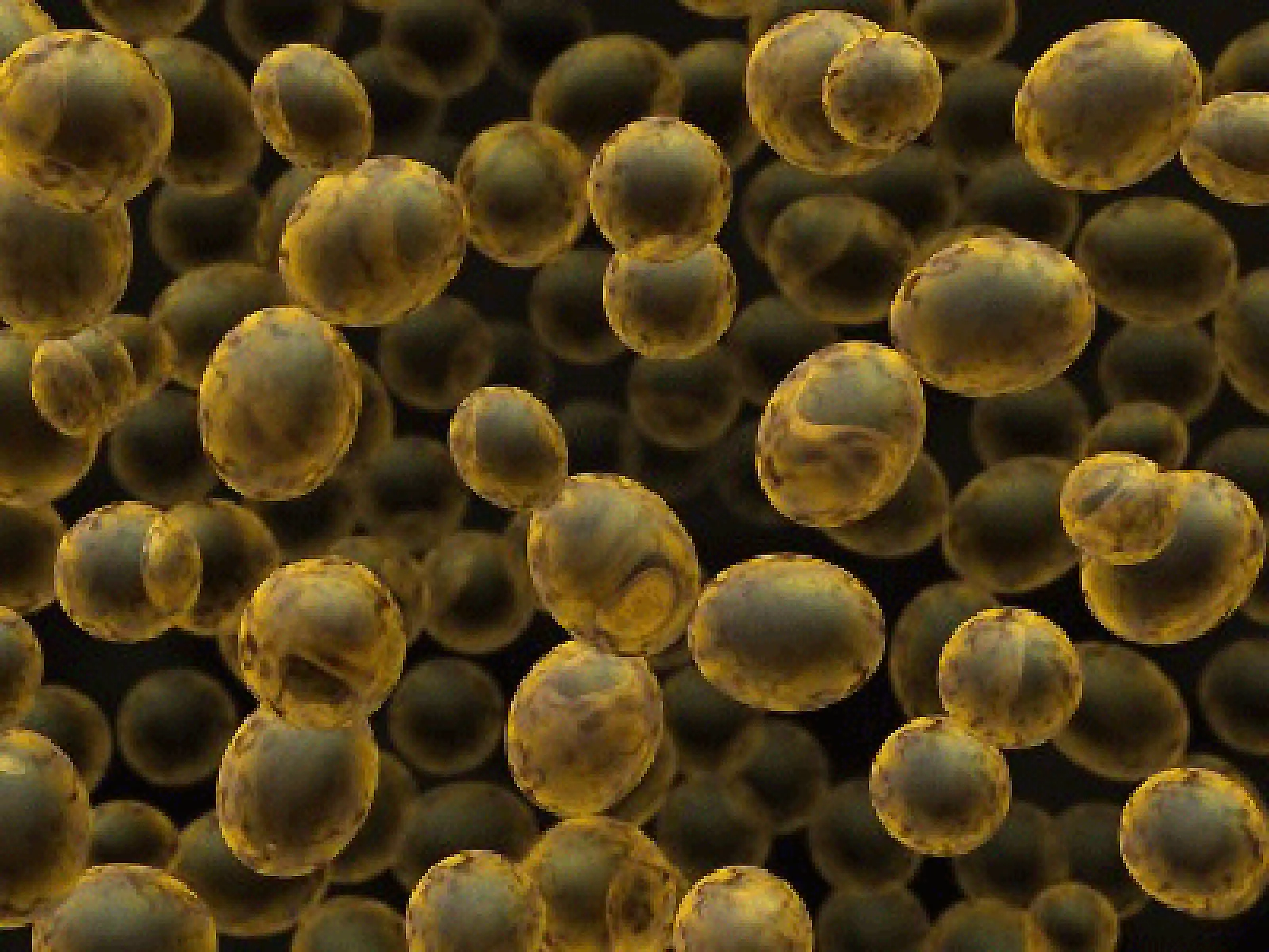 What is Candida?