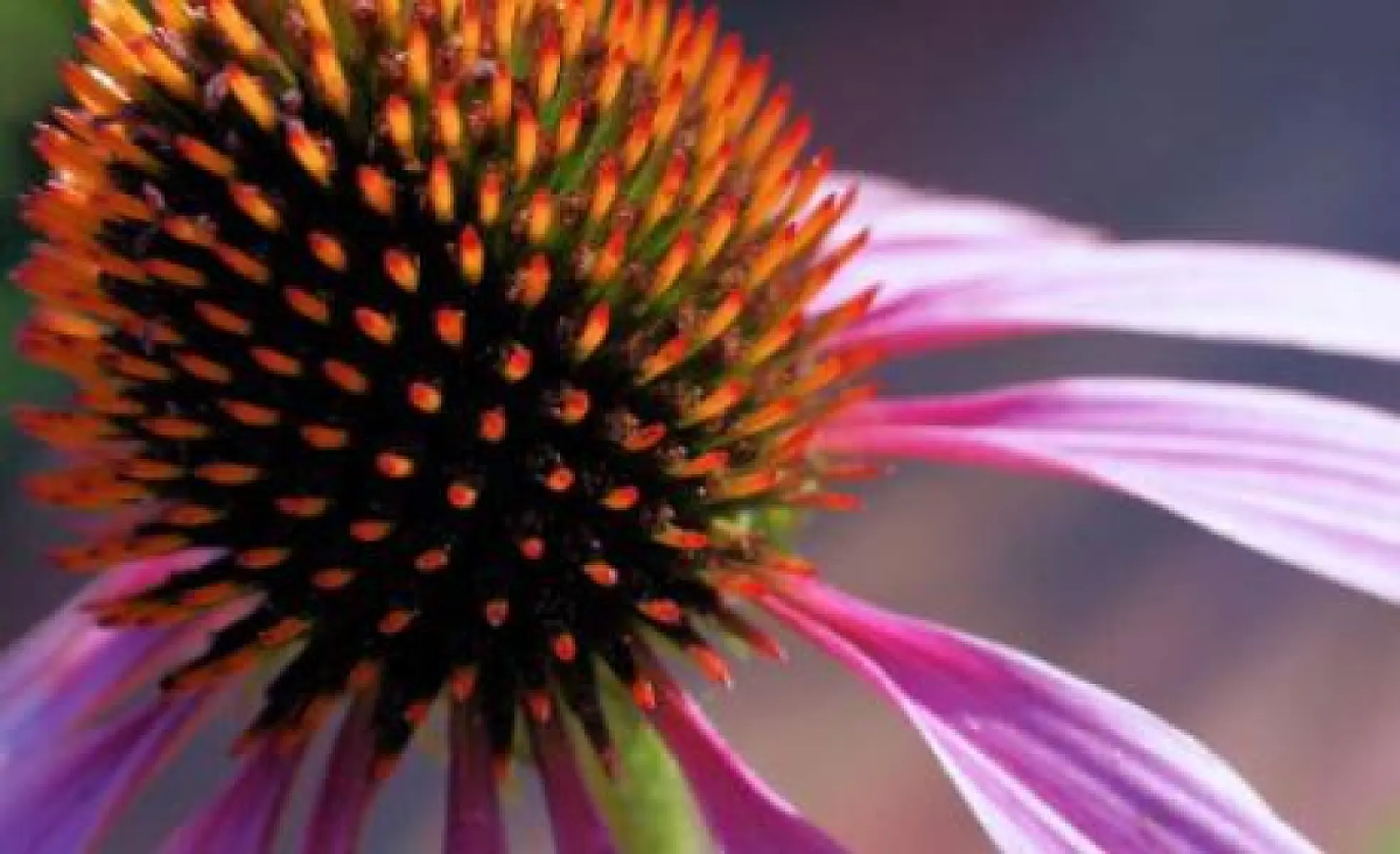 36 Natural Alternatives for Infection