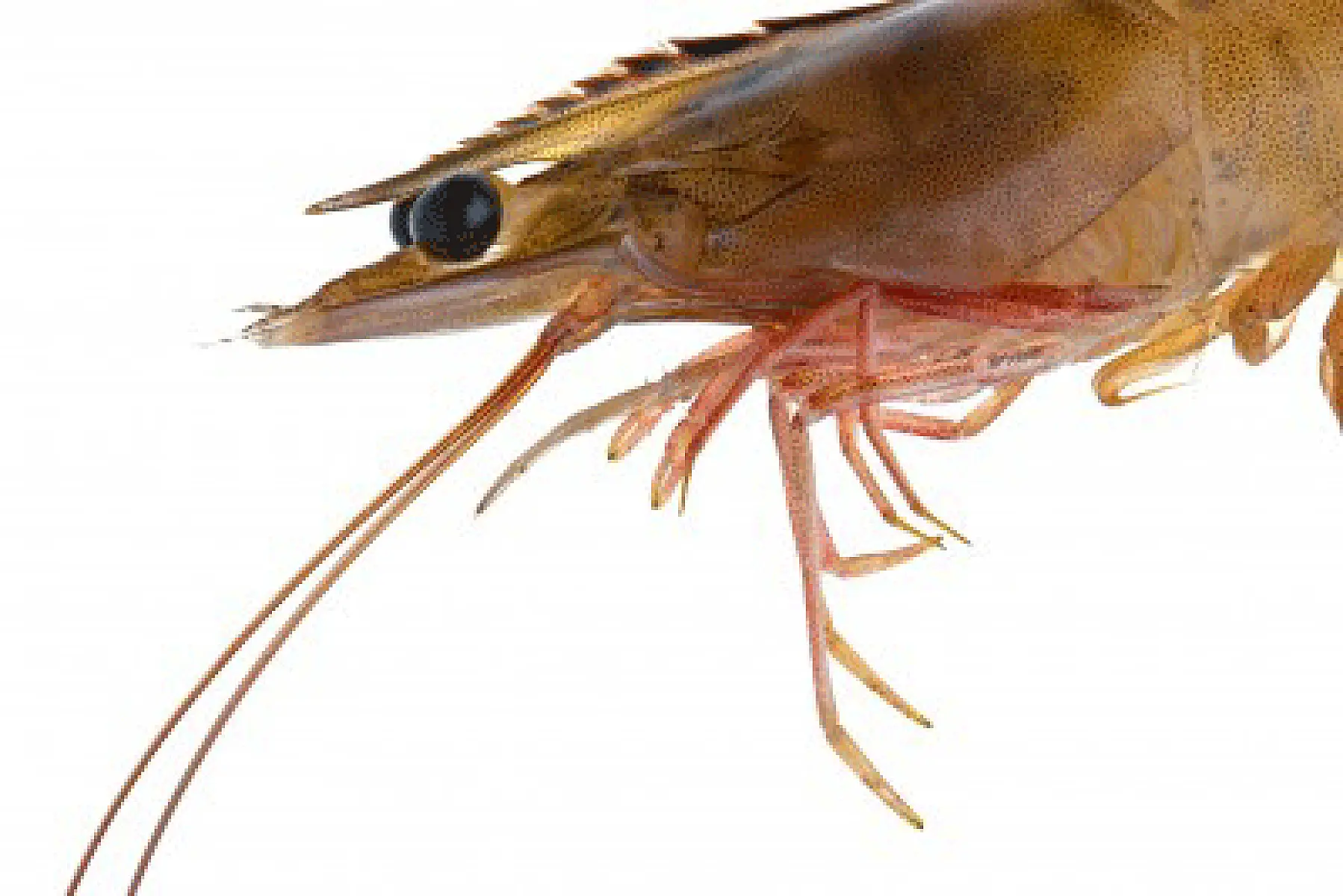 Research: Gulf Shrimp Widely Contaminated With Carcinogens
