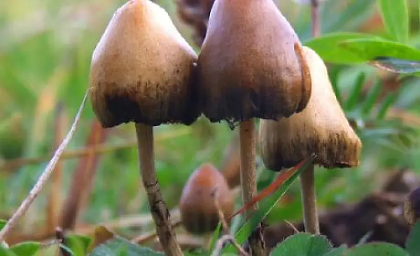 Are Psilocybin Mushrooms a Game Changer for Severe Anxiety/Depression?