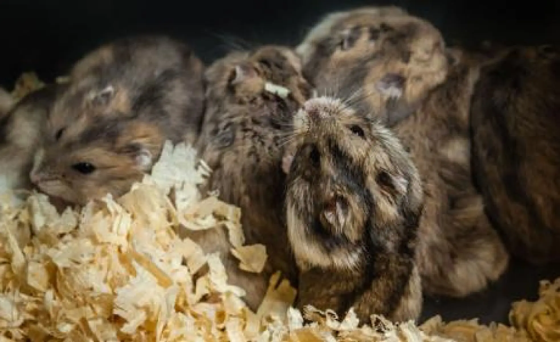 Niacin Rescues Cannibalistic Hamsters