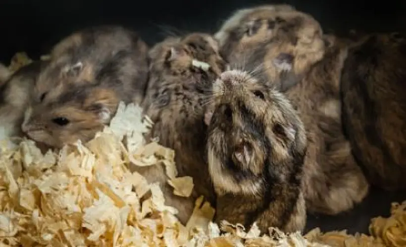 Niacin Rescues Cannibalistic Hamsters