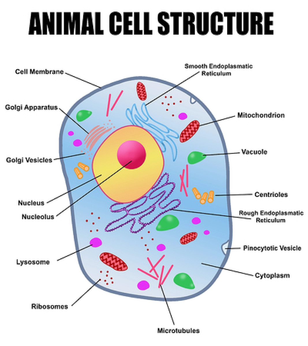 uric acid