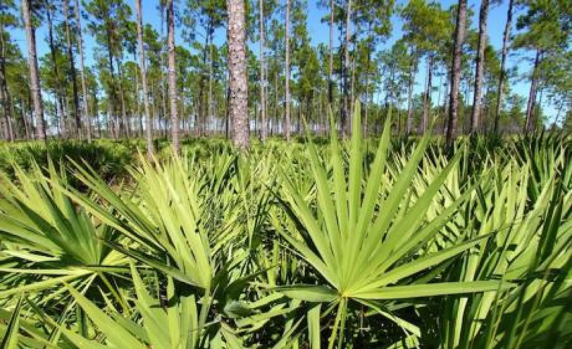 Five Reasons for Men to Use Saw Palmetto Berry
