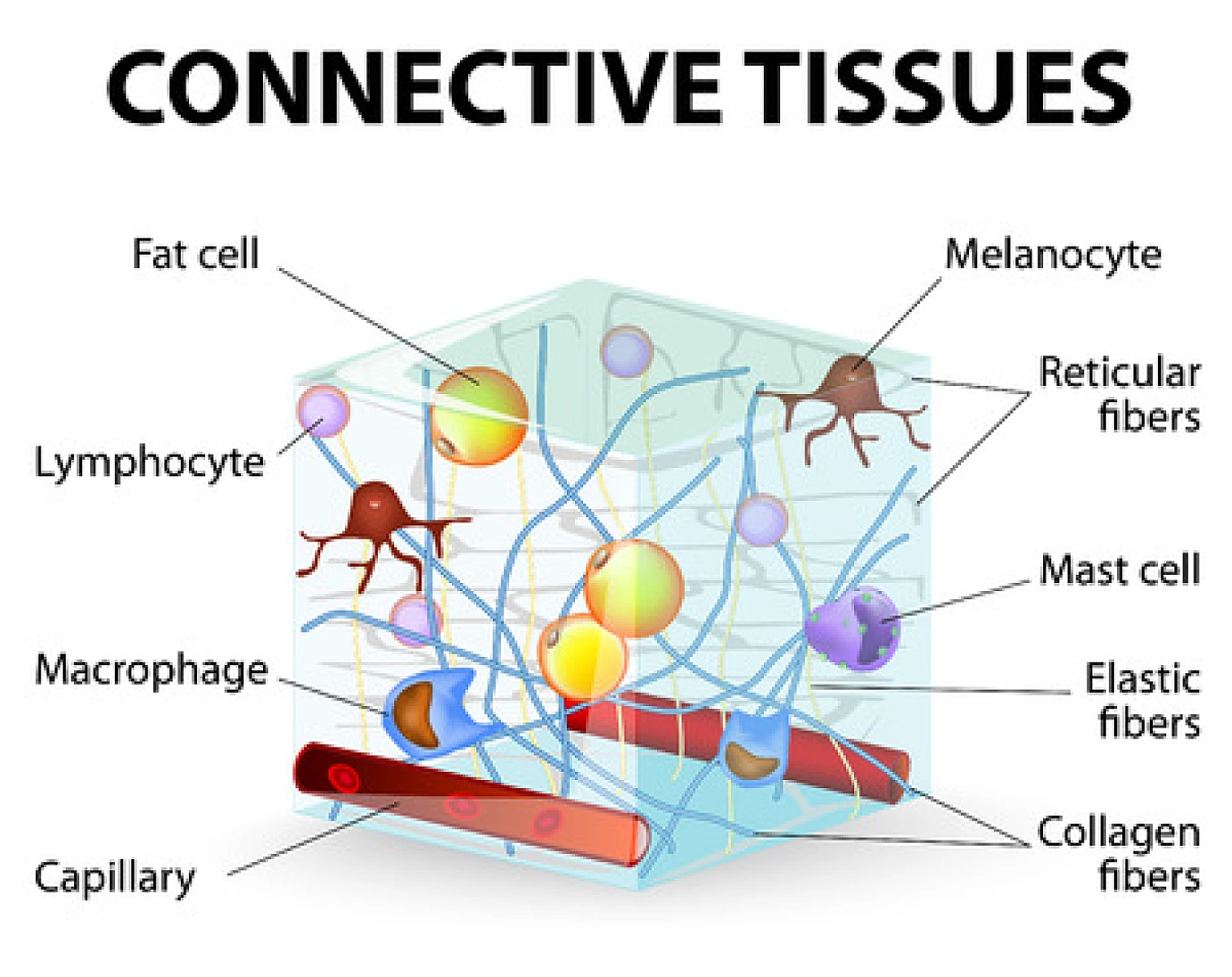Testicular Injury: Chemical/Metal Induced