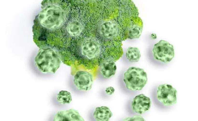 Broccoli Can Stimulate Brain Regeneration, New Research Suggests