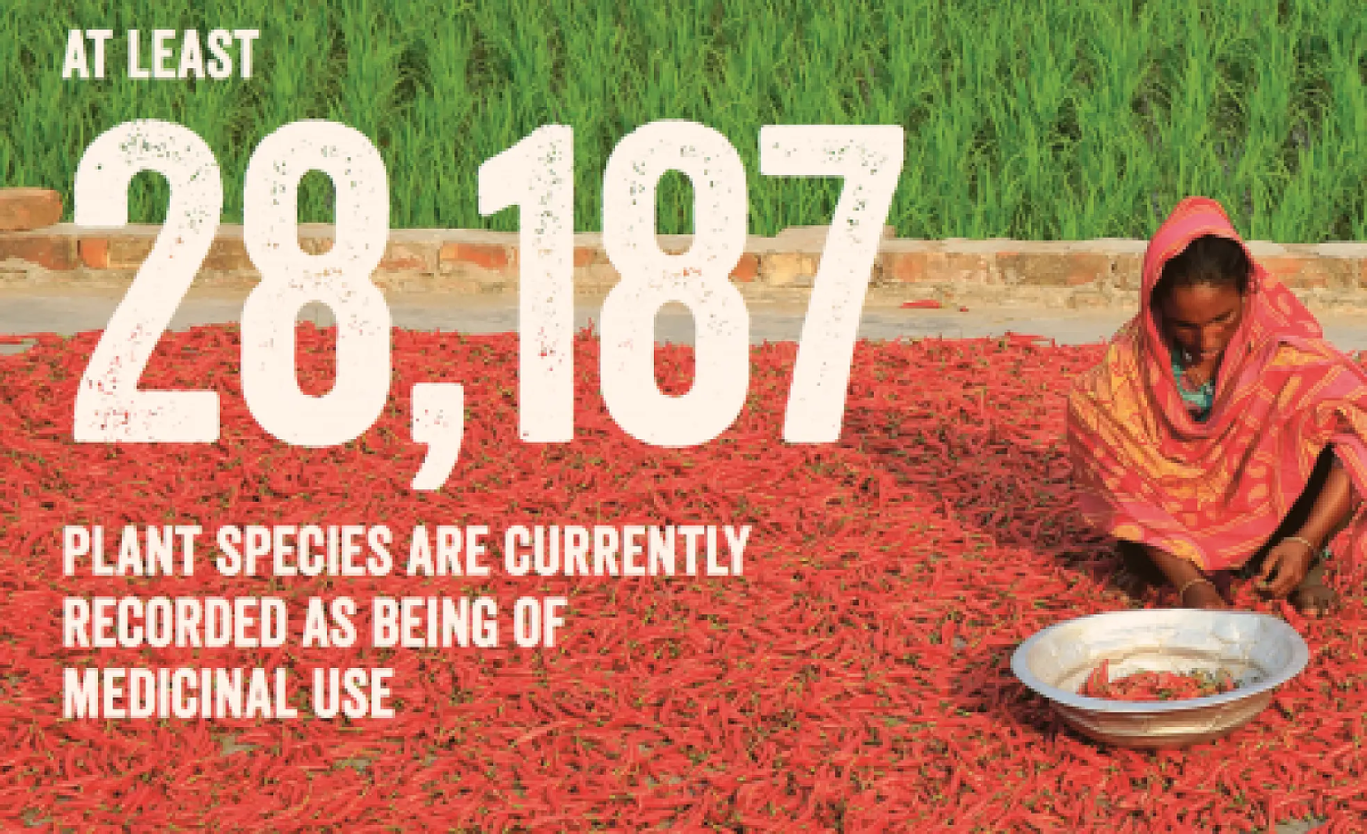Study: 28,187 Plant Species Used as Medicines throughout the World