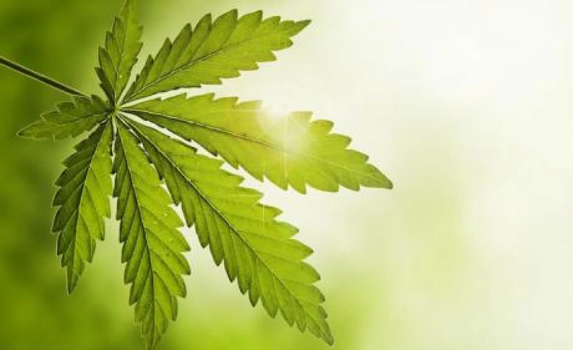 Cannabinoids for Autoimmune Disease