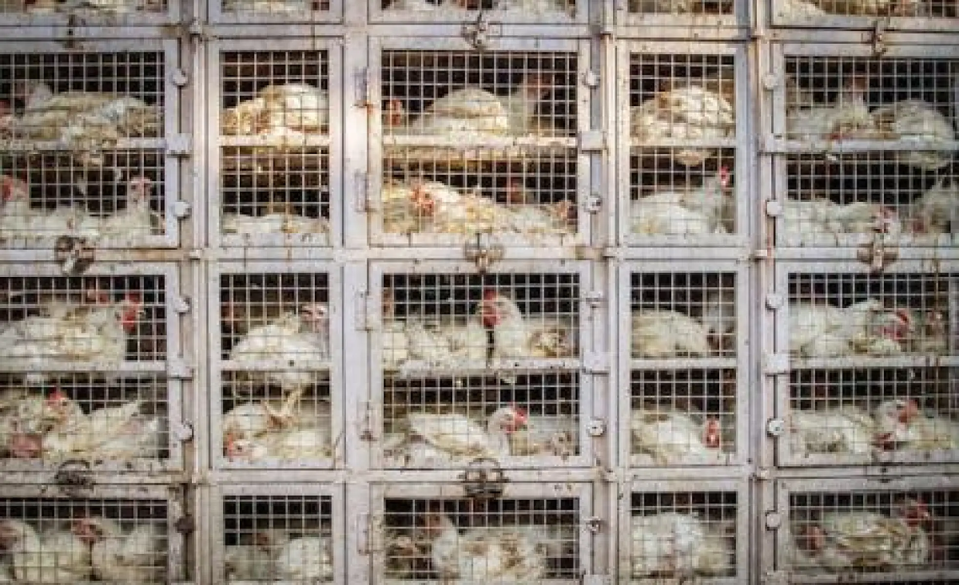 Herd Immunity: Flawed Science and Mass Vaccination Failures