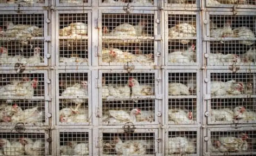 Herd Immunity: Flawed Science and Mass Vaccination Failures