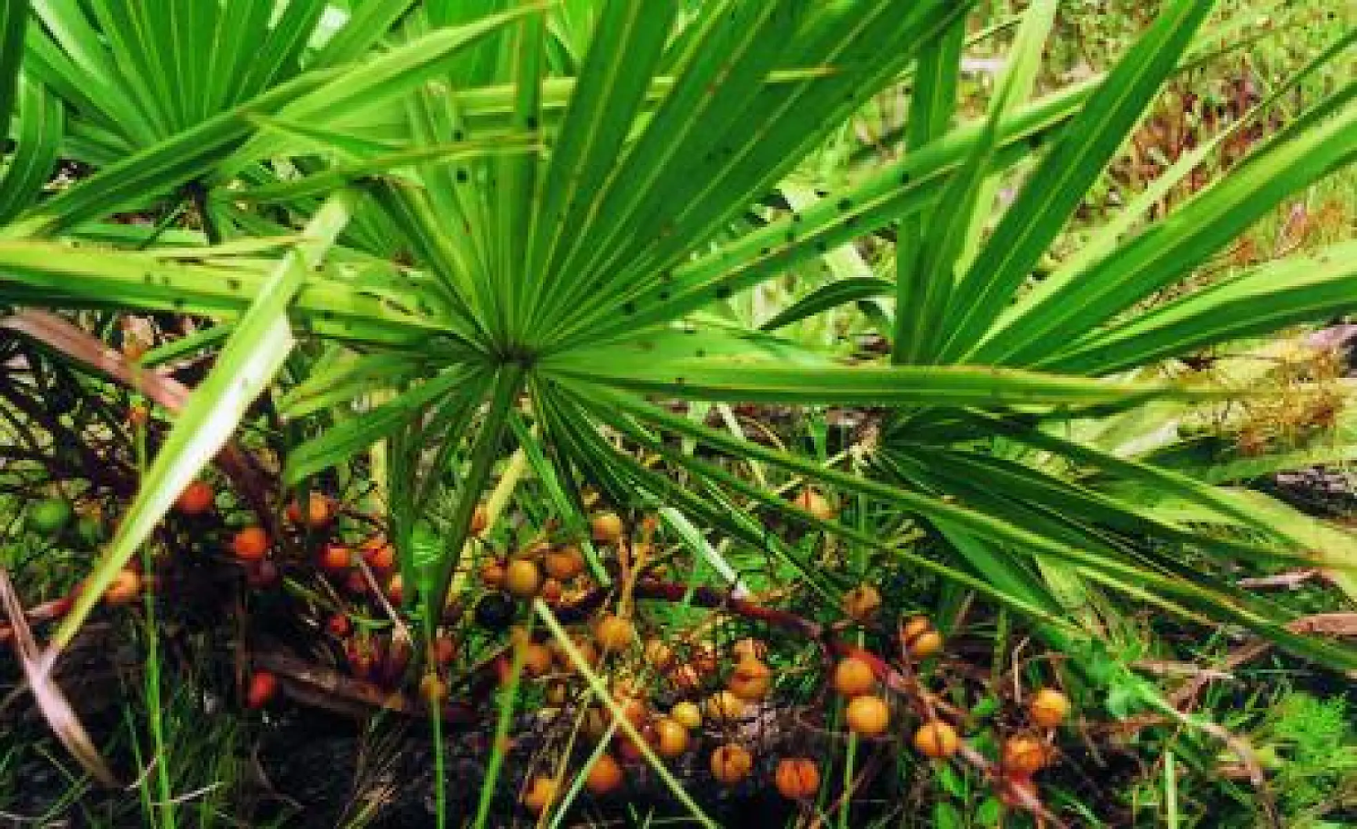 Saw Palmetto Extract: Nature’s Answer to Prostate Enlargement