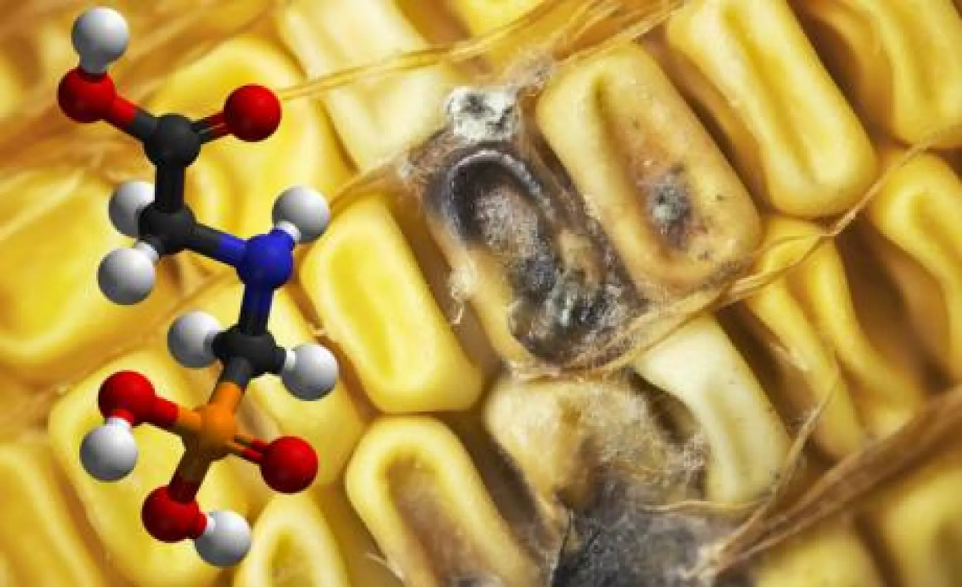 The GMO Agenda Takes a Menacing Leap Forward with EPA’s Silent Approval of Monsanto/Dow’s RNAi Corn