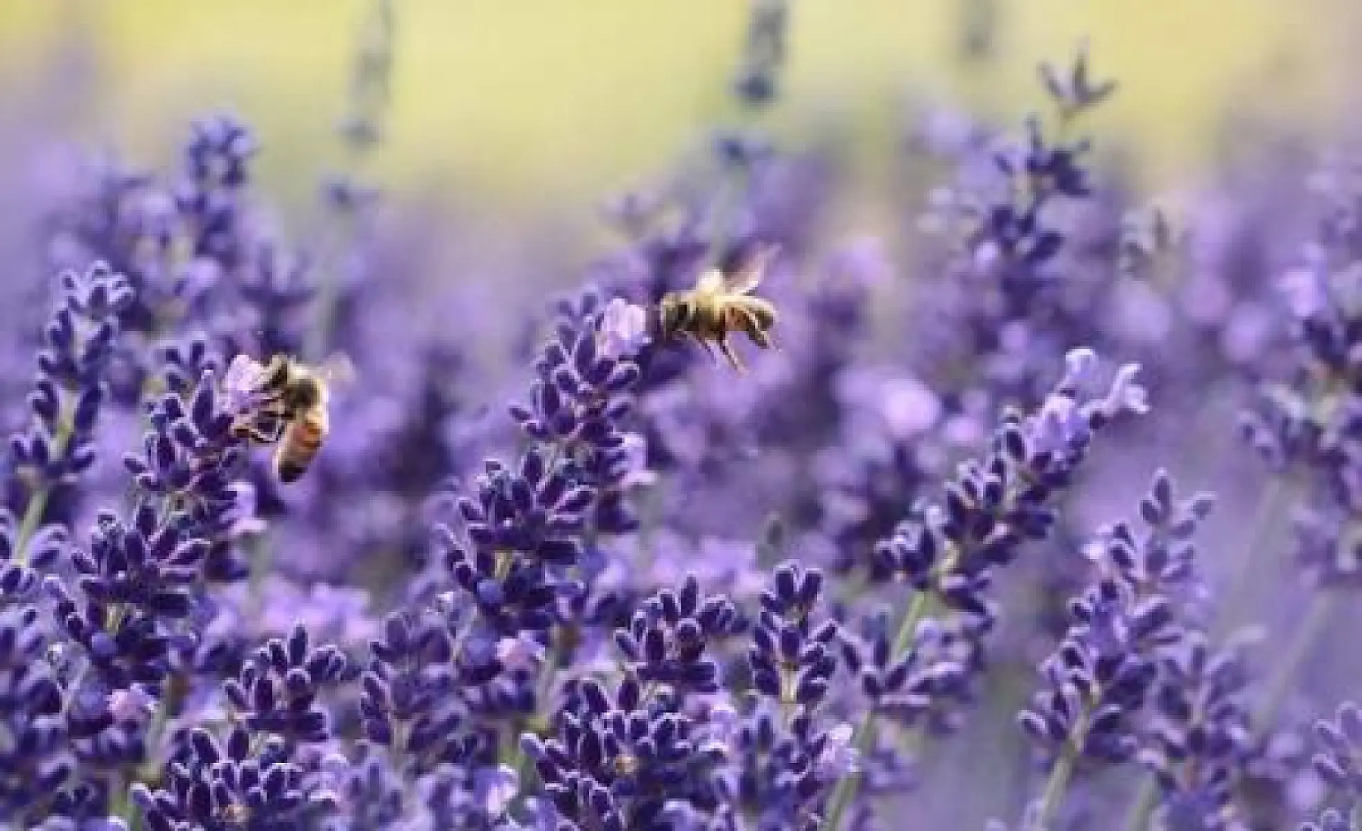 The Buzz of Bee Pollen