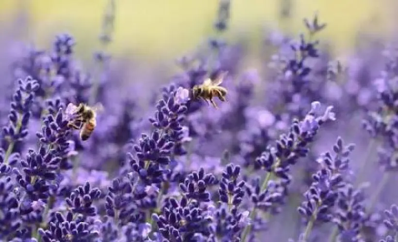The Buzz of Bee Pollen