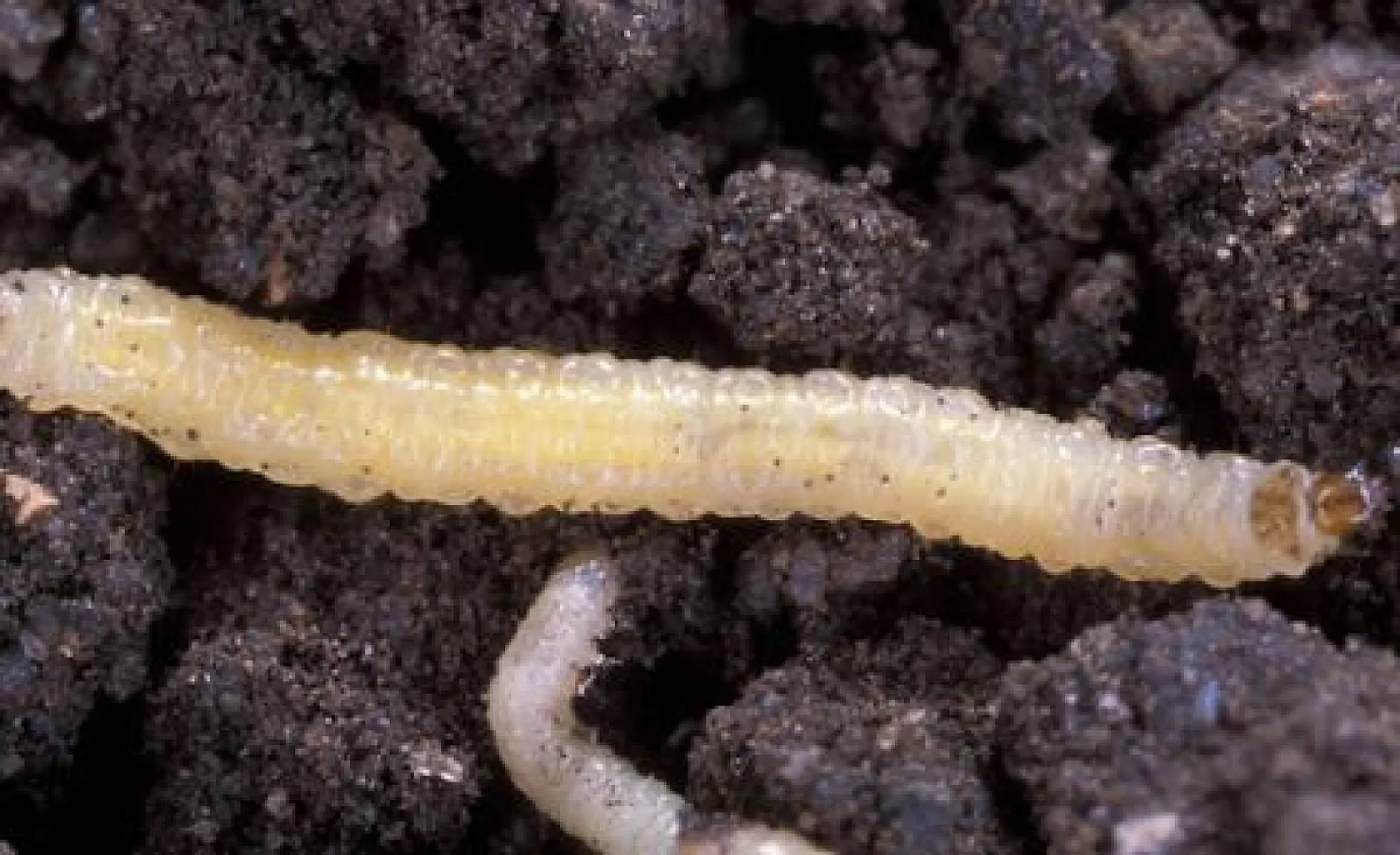 Monsanto's new GM tech to defeat corn rootworm “will work only briefly” – Scientific American