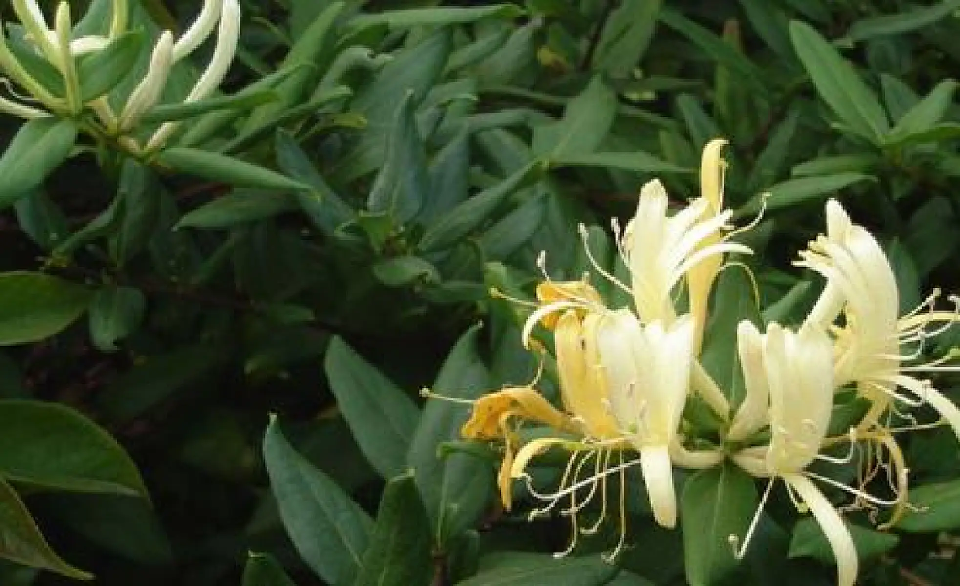 Are MicroRNAs from Plants the Future of Healing with Food?