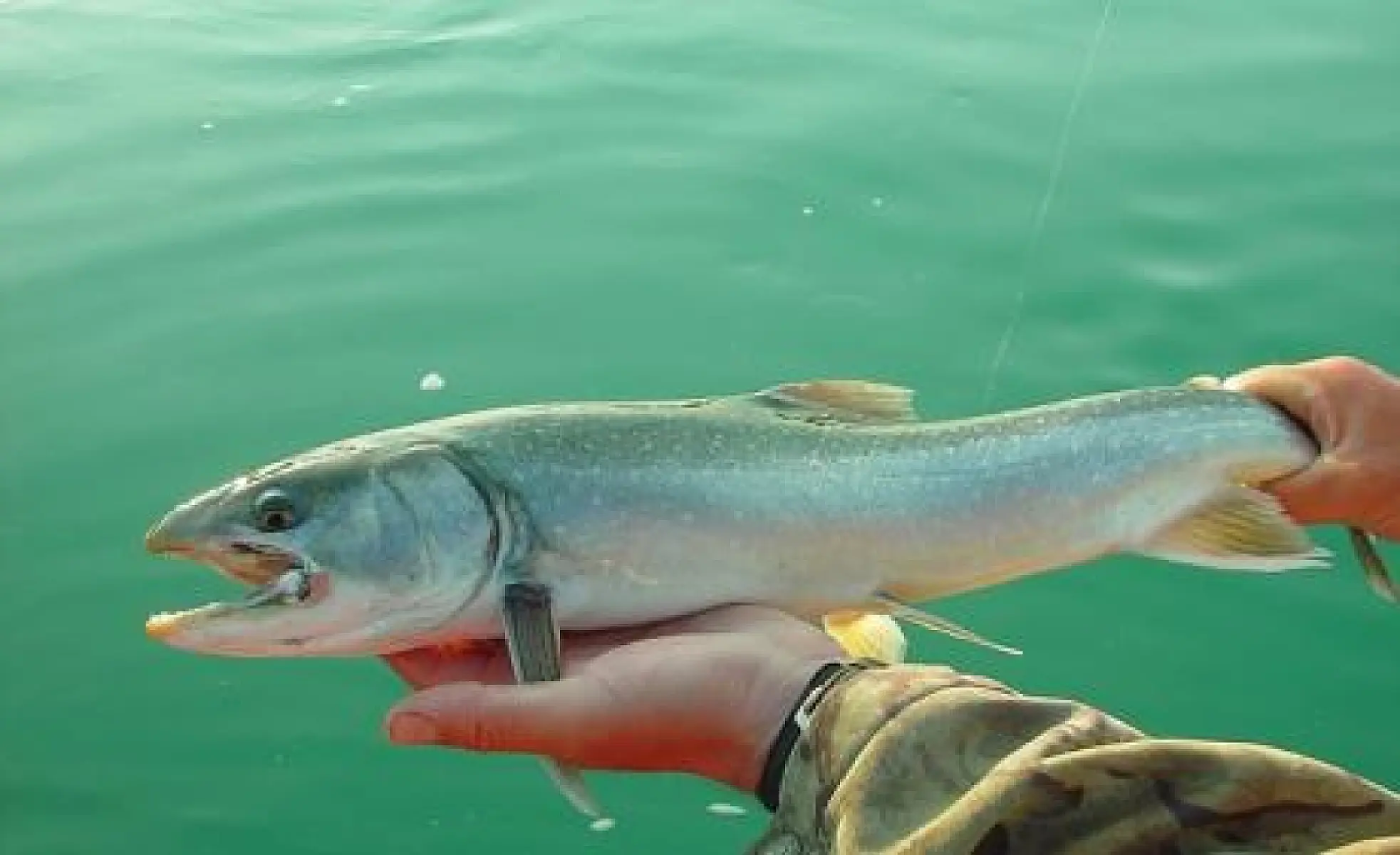 Research Exposes New Health Risks of Genetically Modified Mosquitoes and Salmon