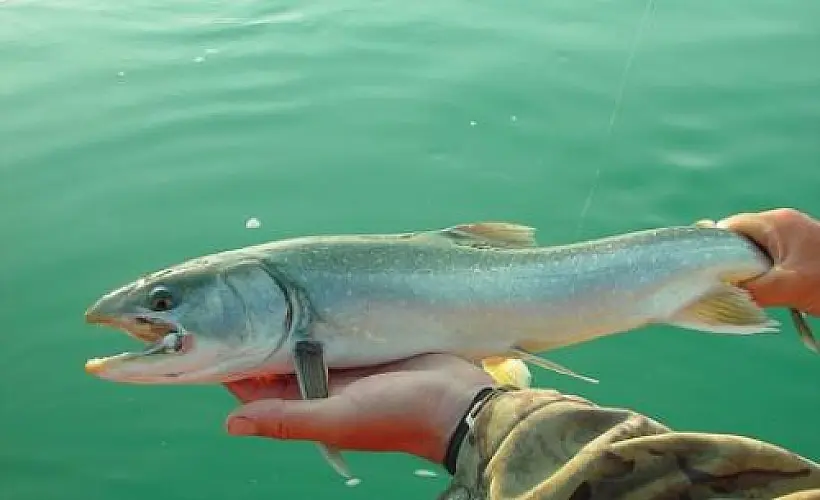 Research Exposes New Health Risks of Genetically Modified Mosquitoes and Salmon