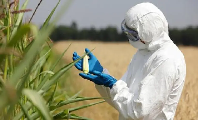 The UK's Royal Society: a Case Study in How the Health Risks of GMOs Have Been Systematically Misrepresented
