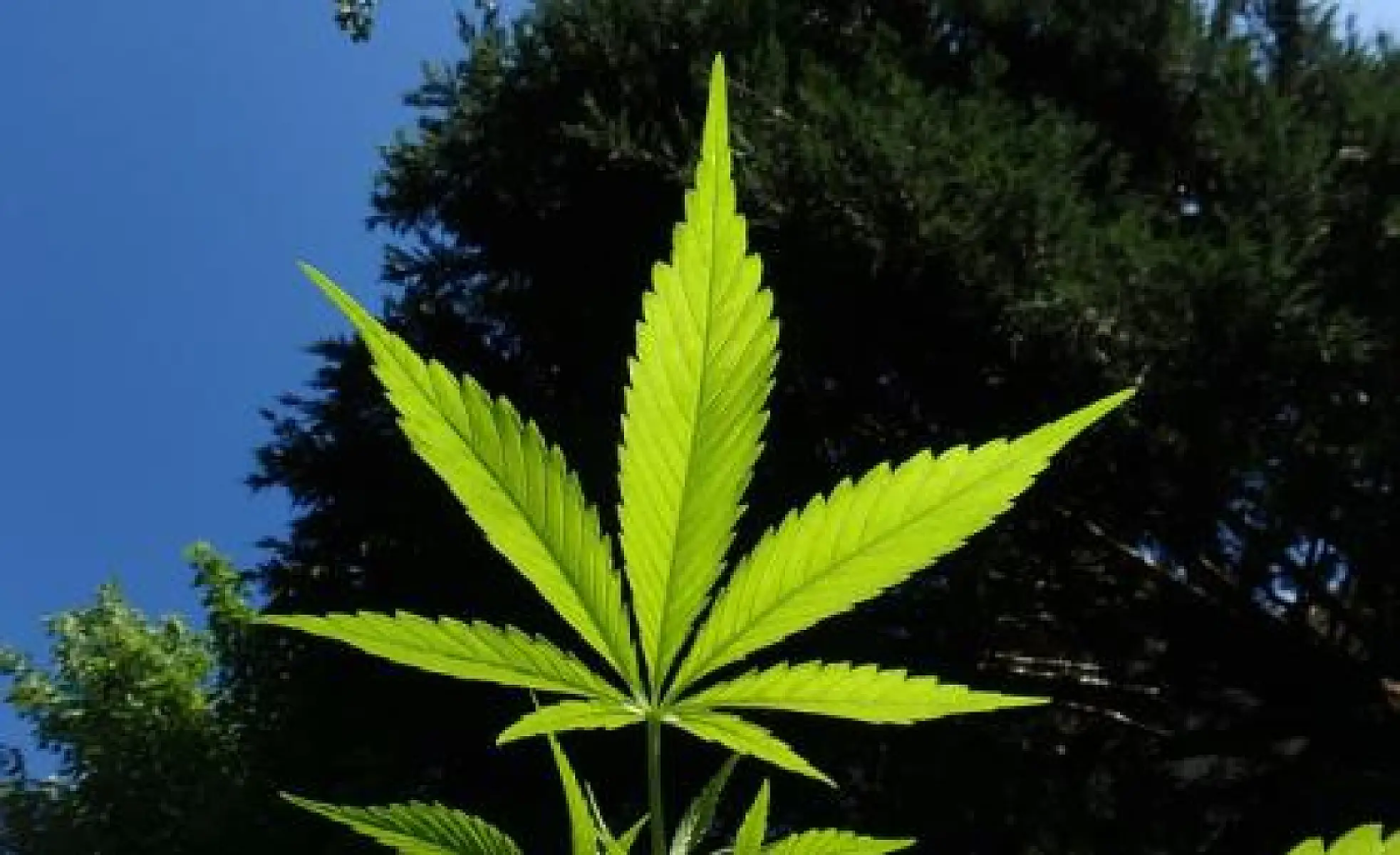 Marijuana: The Future of PTSD Treatment?