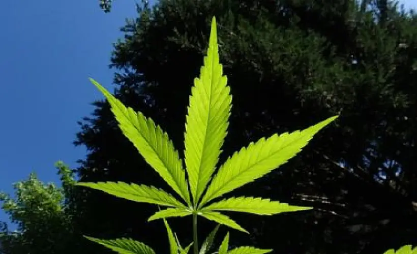 Marijuana: The Future of PTSD Treatment?