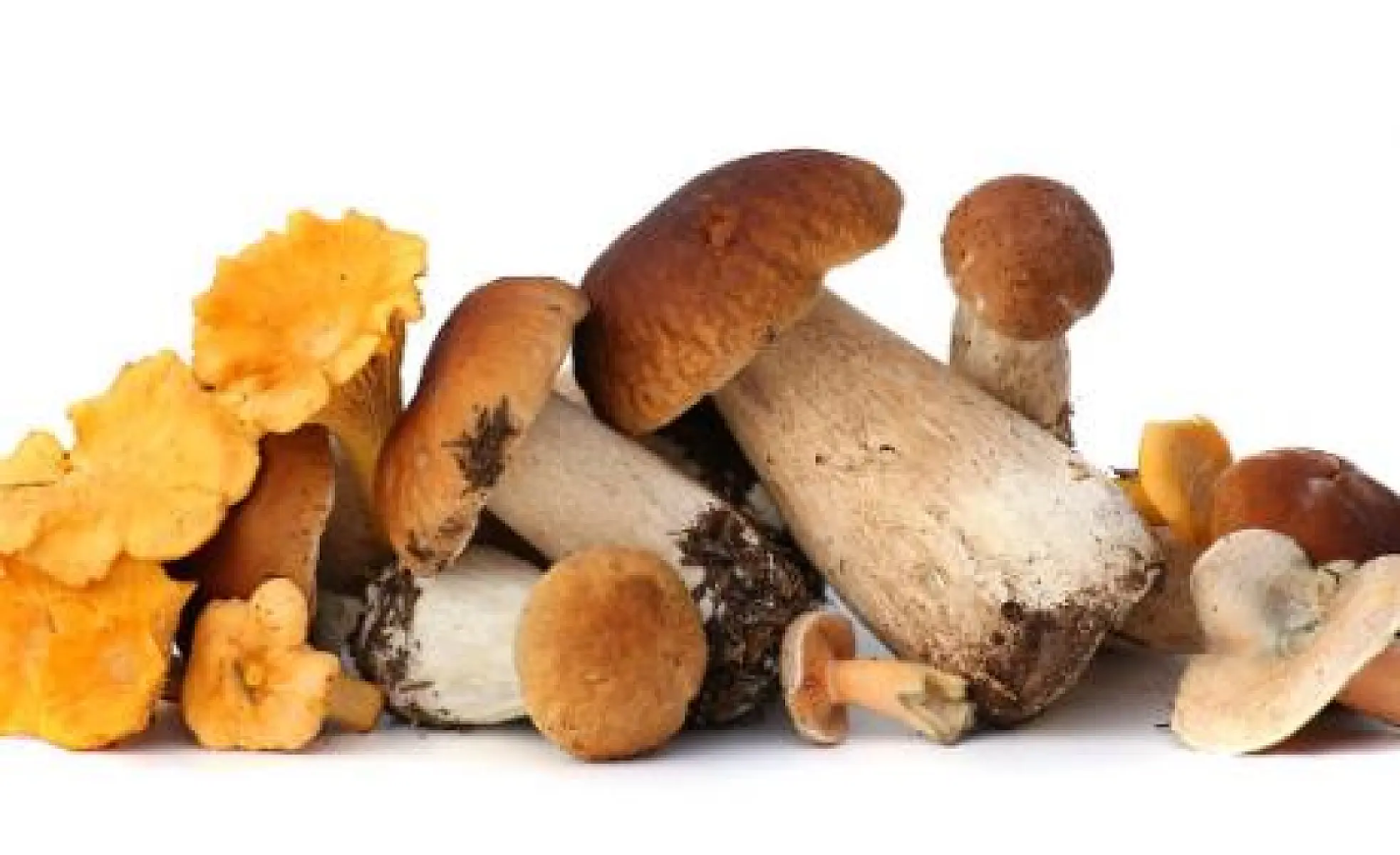 Eat These 7 Mushrooms to Live Longer