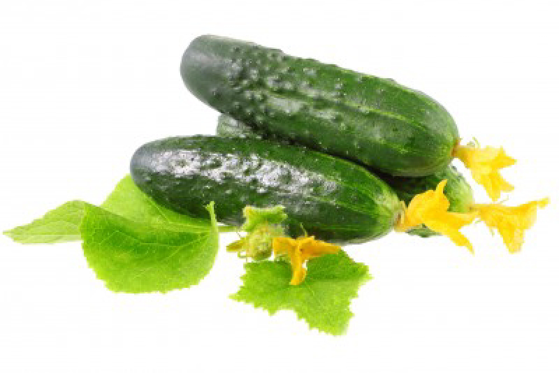 In Praise of the Lowly Cucumber