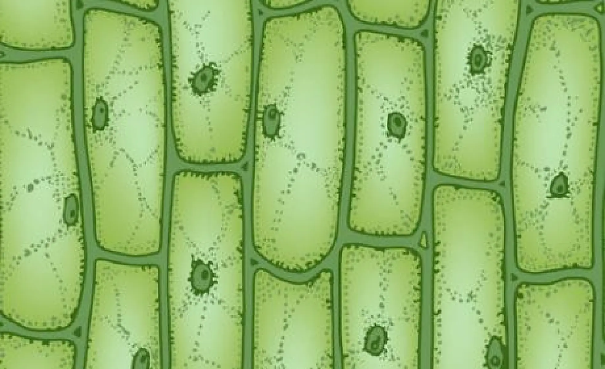 Plant-Derived Exosomes as Cross-Species Messengers and Beacons of Epigenetics