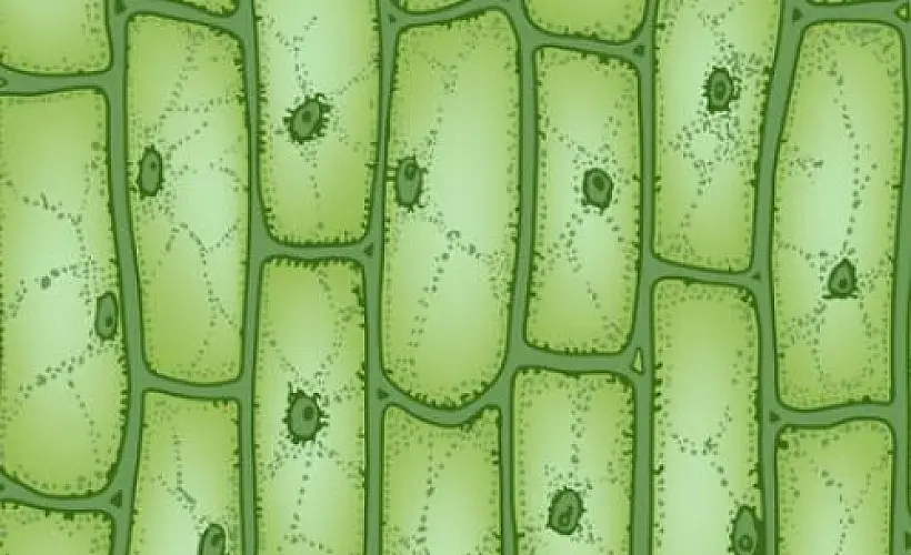 Plant-Derived Exosomes as Cross-Species Messengers and Beacons of Epigenetics