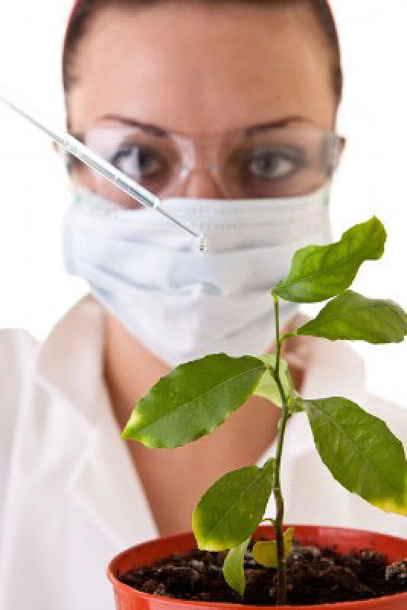 The Battle Over Genetically Modified Organisms