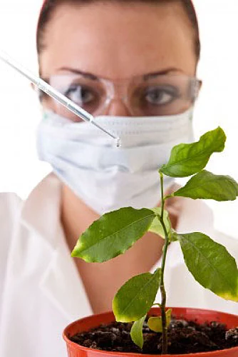 The Battle Over Genetically Modified Organisms