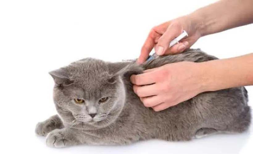 Retroviruses Contaminate the World's Vaccine Supply for Pets & Humans, Research Suggests