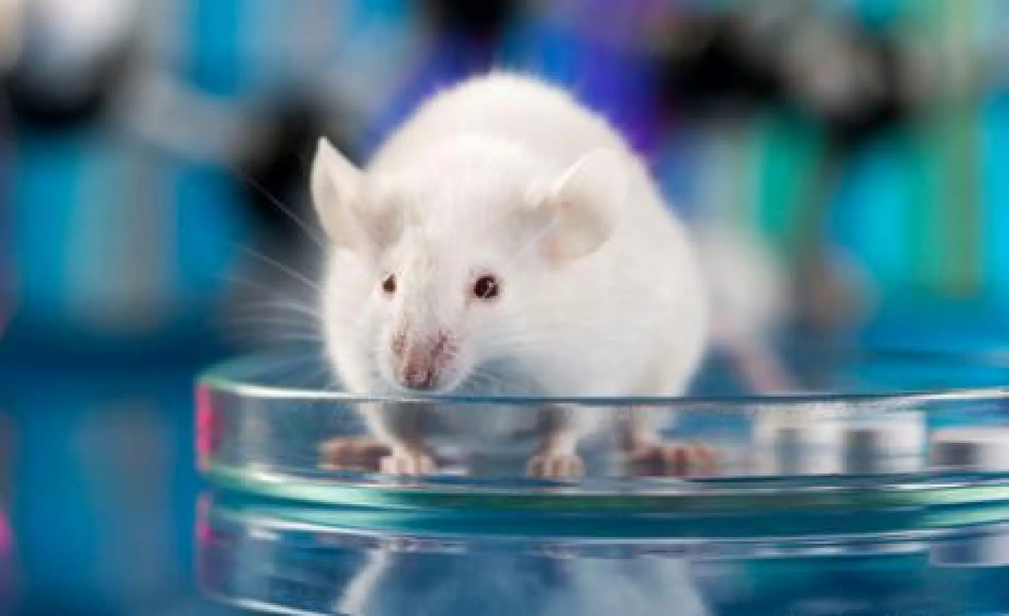 What We Can Learn from Mouse Models of Autism