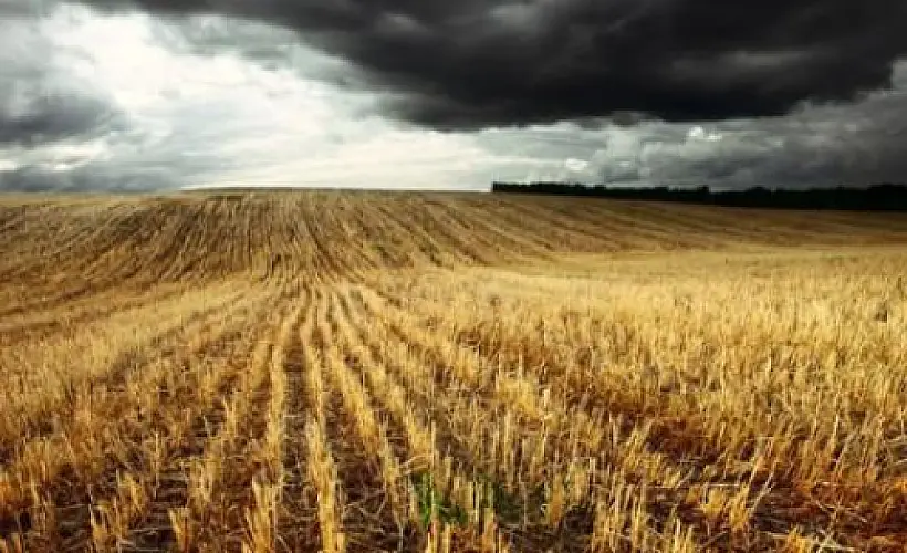 The Dark Side of Wheat - New Perspectives On Celiac Disease and Wheat Intolerance
