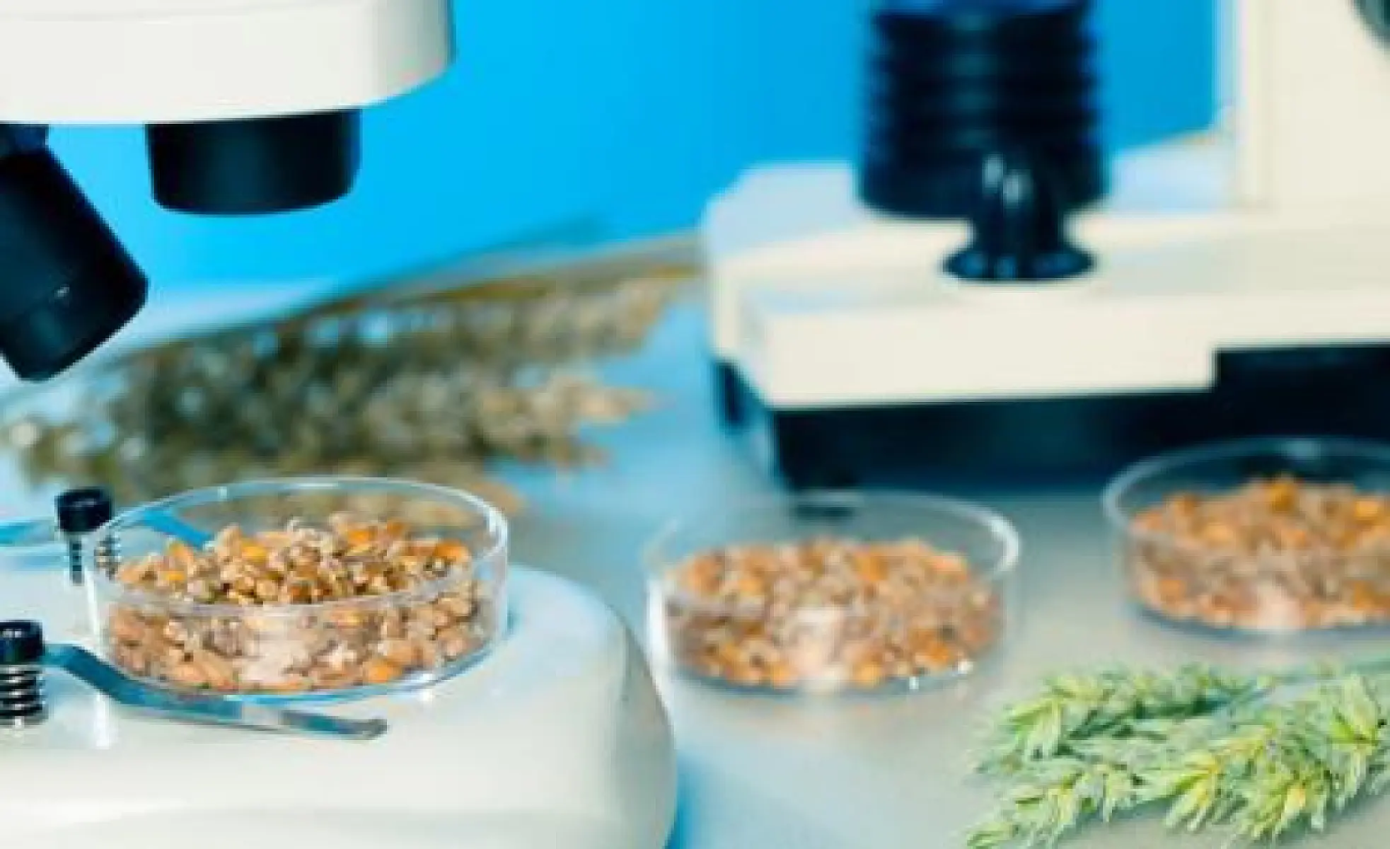New Meta-Analysis Reveals Extensive Phenotypic Differences Between GMO and Non-GMO Cultivated Plants