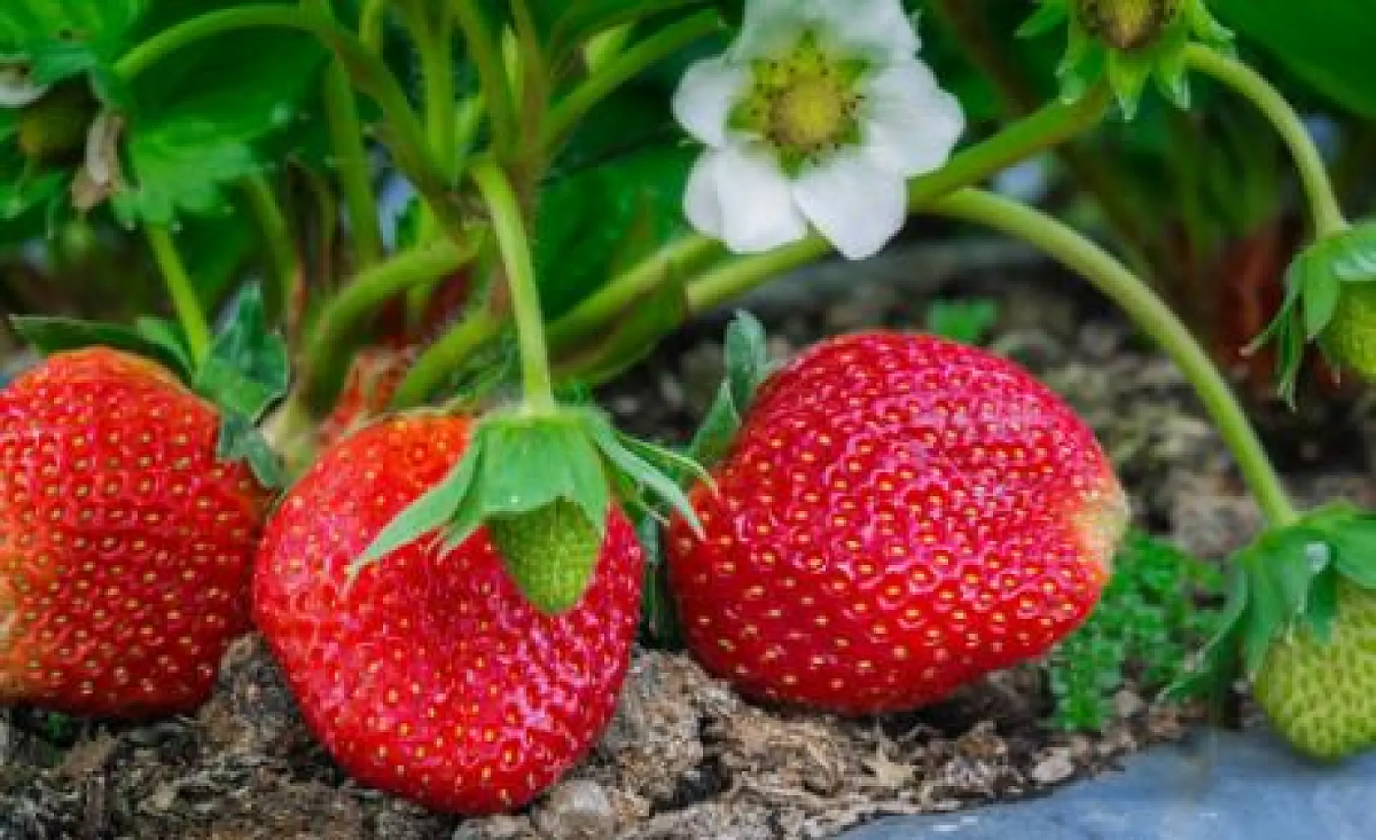 The Unheralded Strawberry: Finally Getting Attention