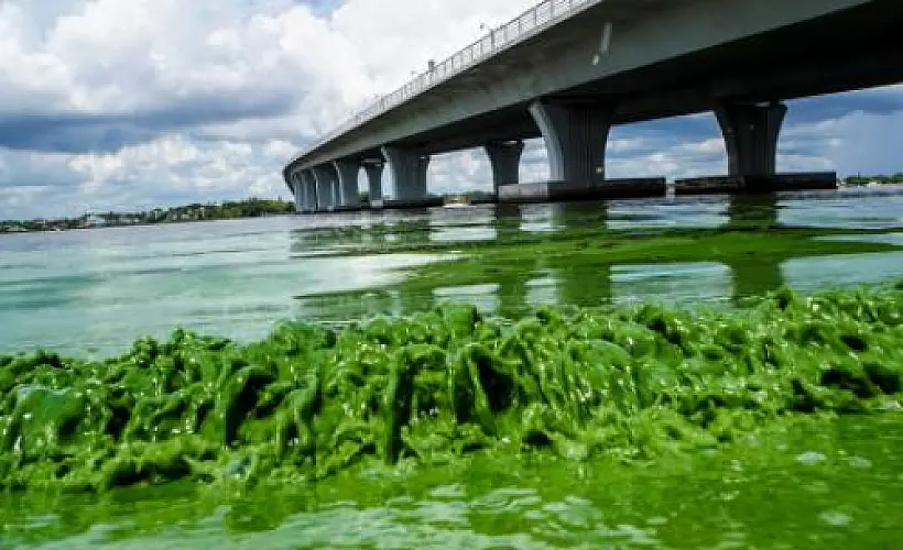 Toxic Algae: Obvious Causes of FL's Environmental Disaster Denied By Media & Authorities