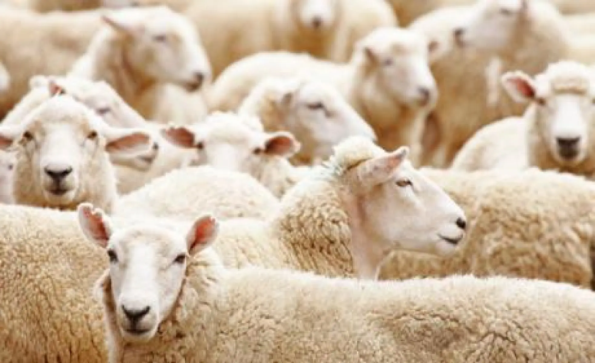"Herd Immunity"? A Dishonest Marketing Gimmick