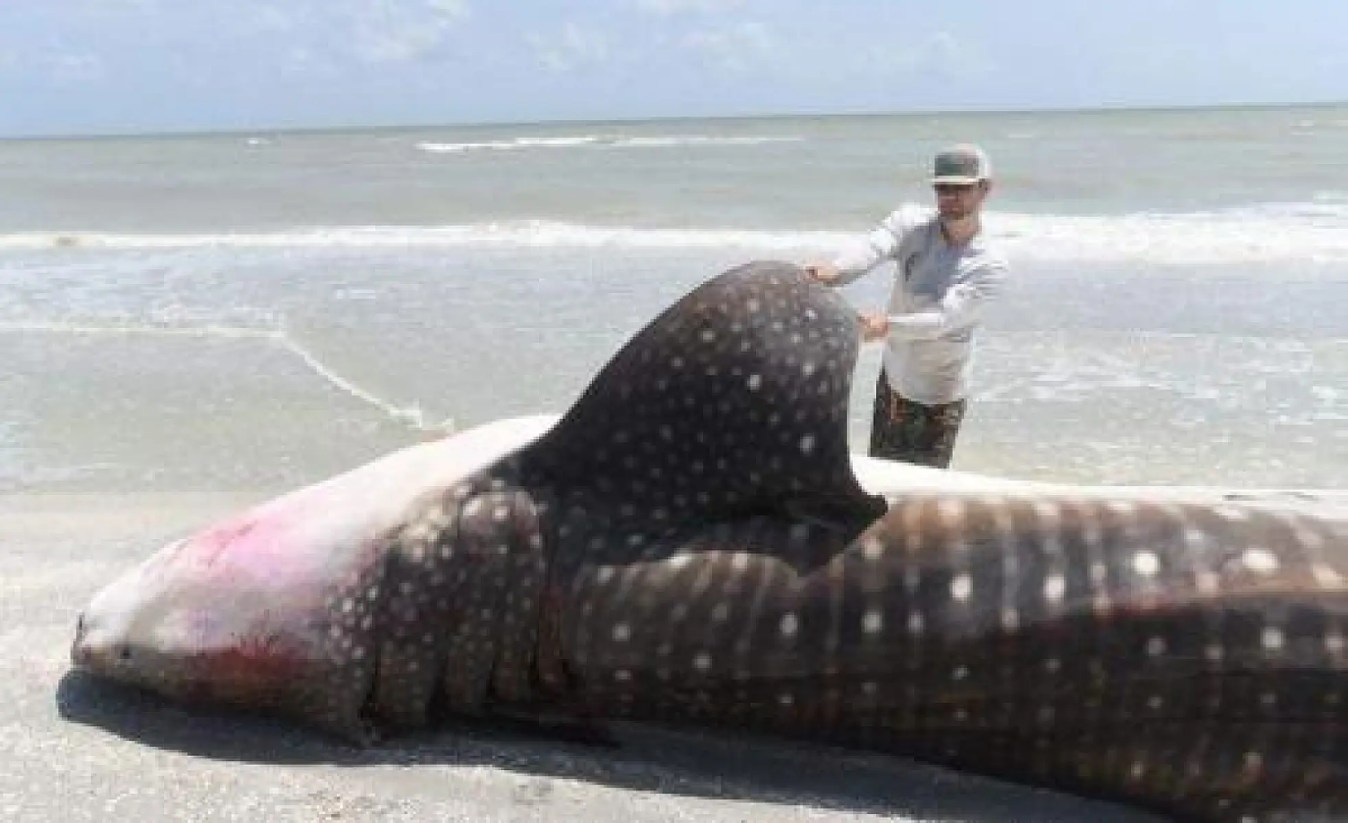 The Grotesque Truth About FL's Red Tide Disaster: Lake O' Green Algae Dumps To Blame