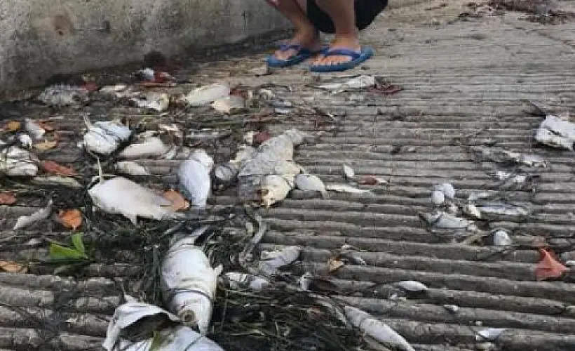 Ties Between 'Red Tide Expert' (MOTE)  and Florida Polluter (MOSAIC) Raises Red Flags