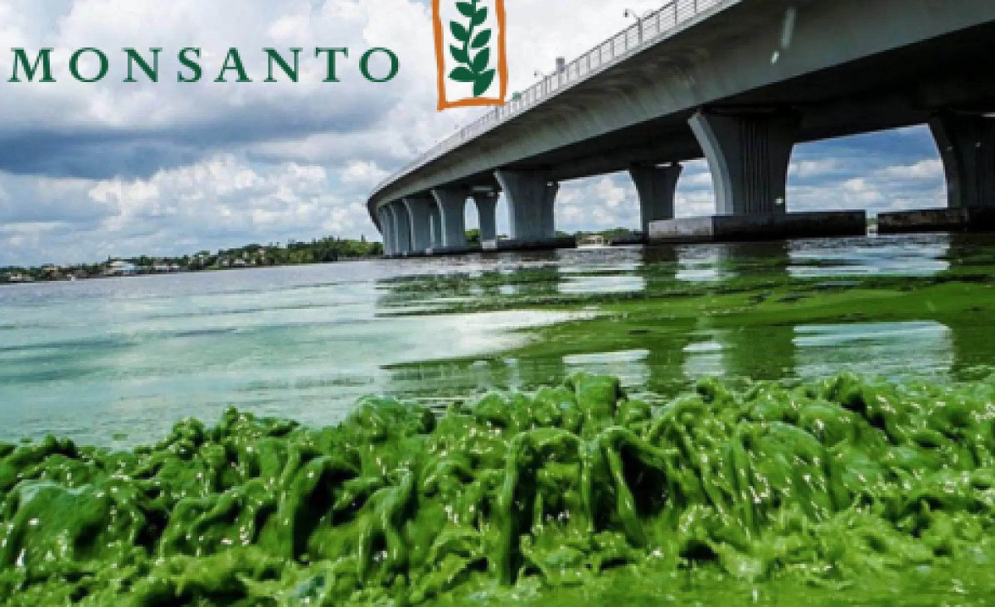 Is Monsanto's Glyphosate Connected to Algal Blooms & Marine Life Losses?