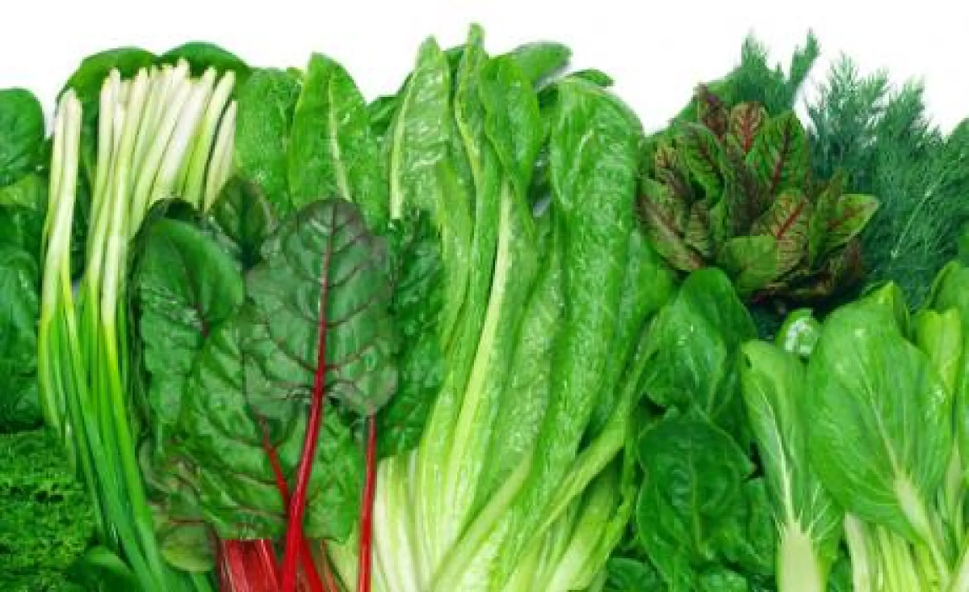 Why Daily Greens are the Real Fountain of Youth