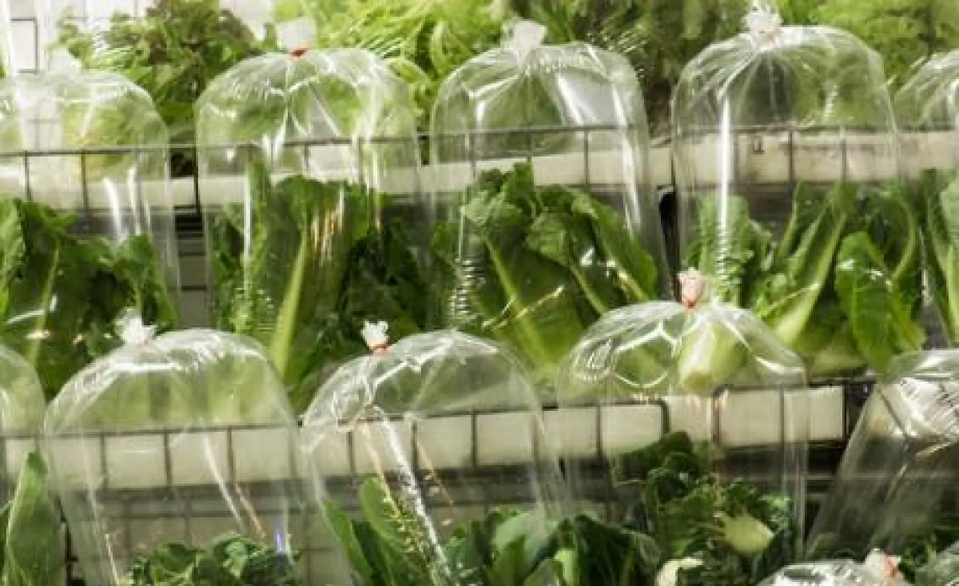 Ready-to-Eat Vegetables Found to Contain Chloroform