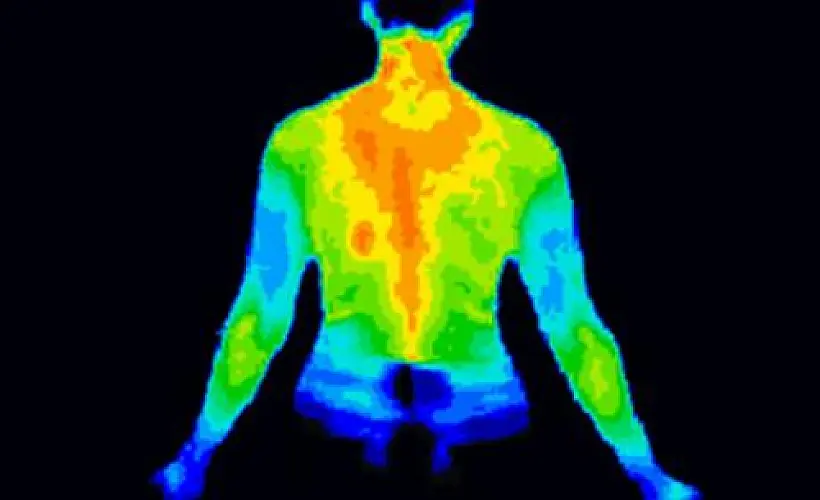 Hotter Bodies Better at Fighting Disease